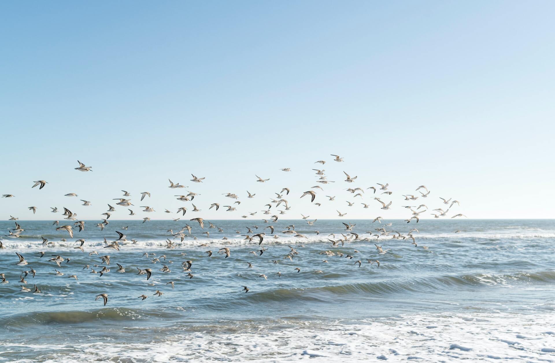 A flock of seagulls are flying over the ocean.