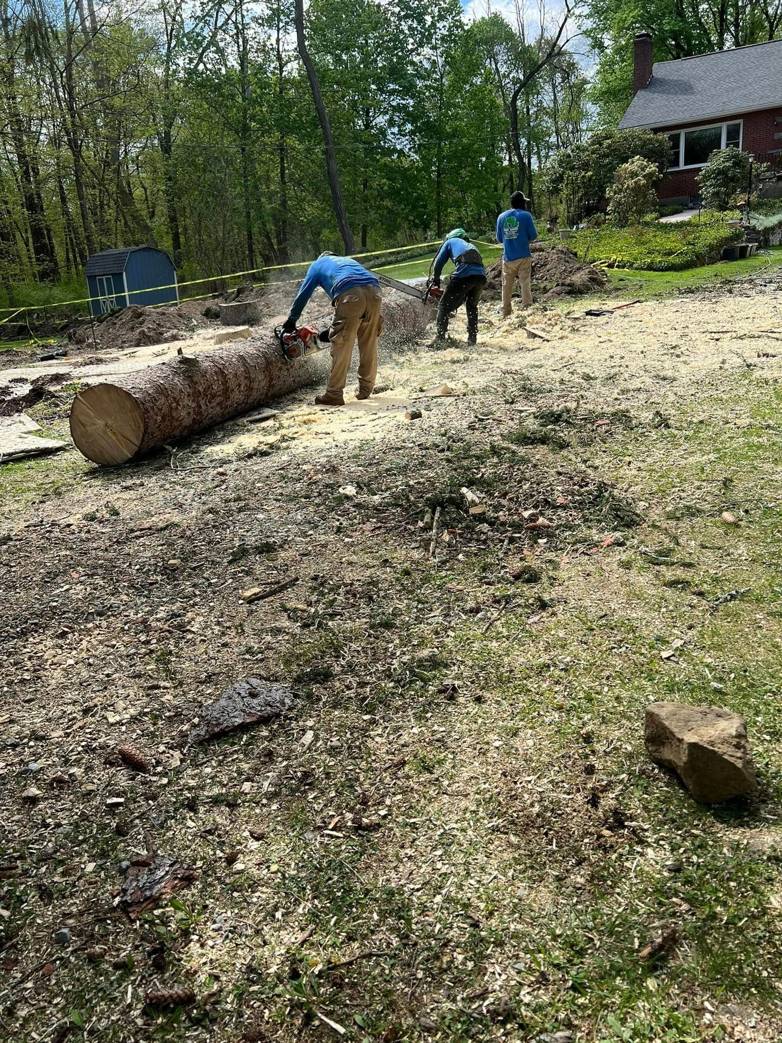 Two men are cutting a large log with a chainsaw in a yard.