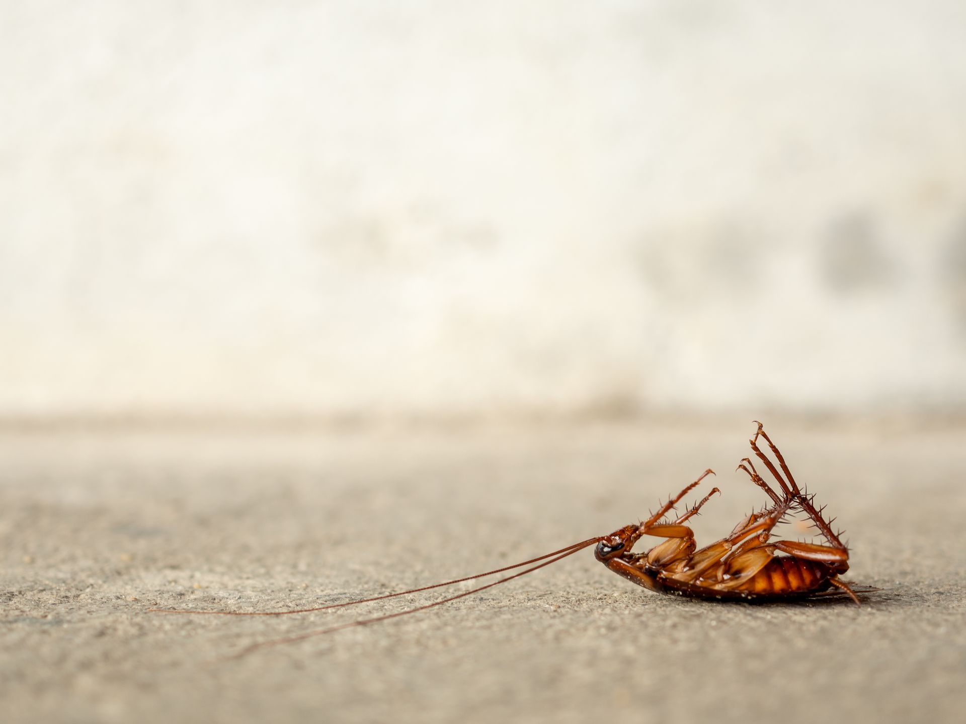 Pest Control Lakeland