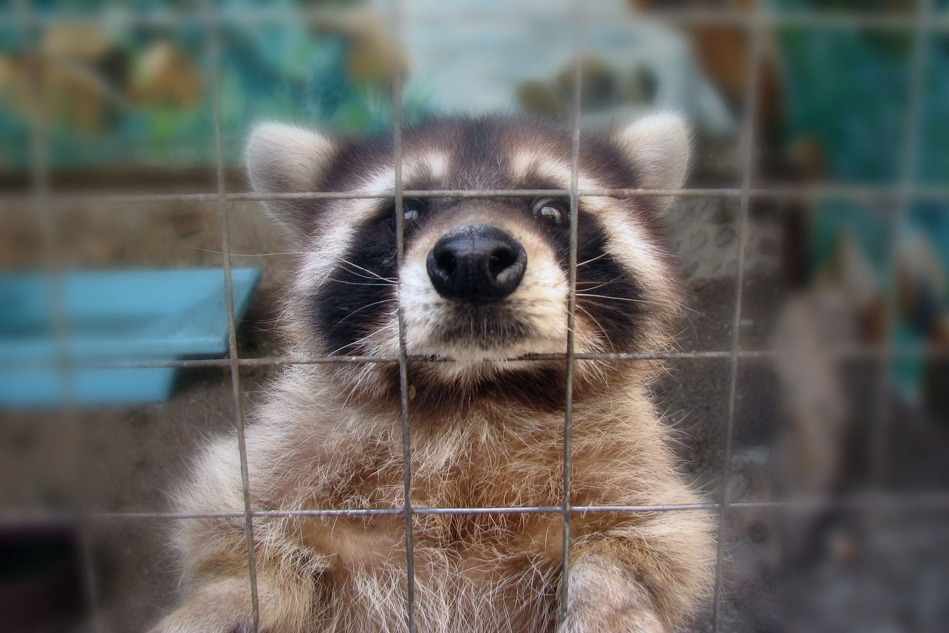 Wildlife Removal Guide