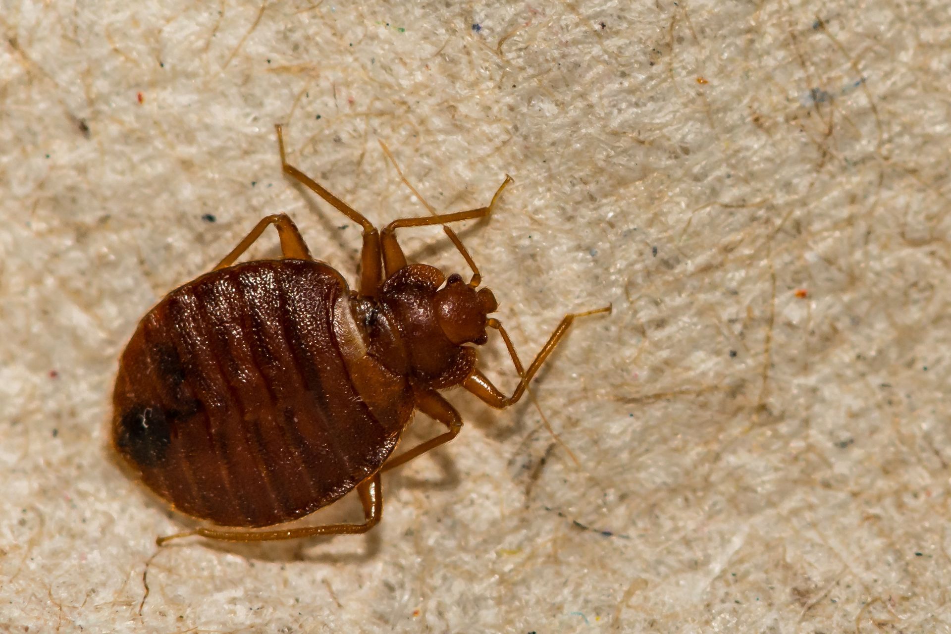 Bed Bug Exterminator