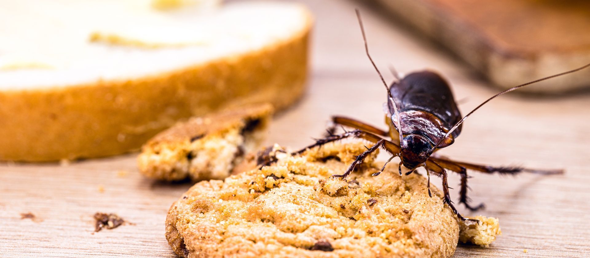 Pest Control Clearwater