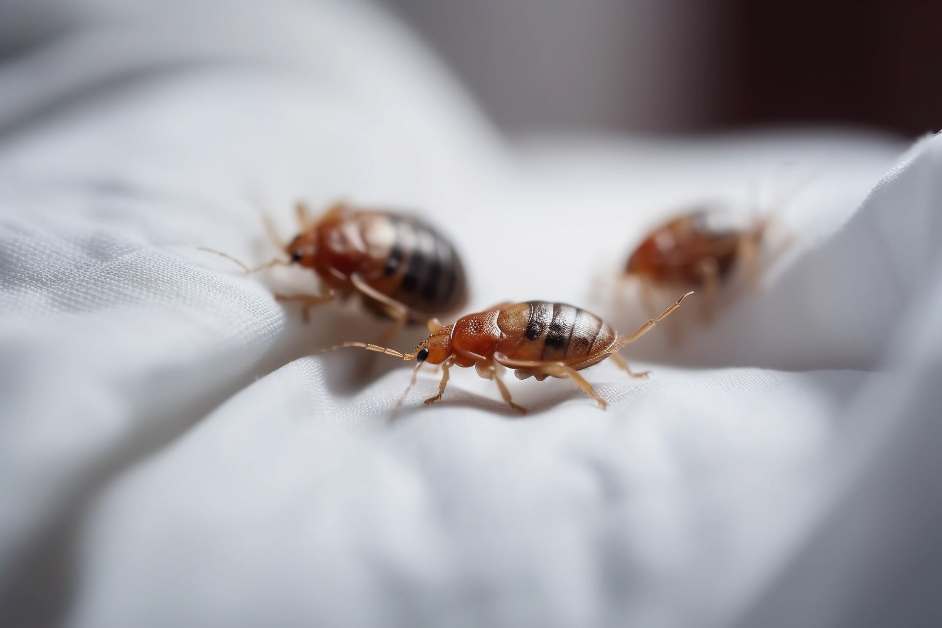 Bed Bug Exterminator Tampa