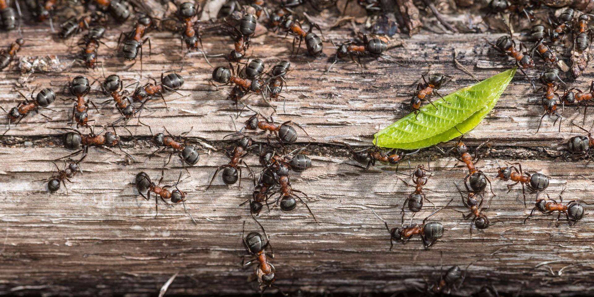 Pest Control St Petersburg FL