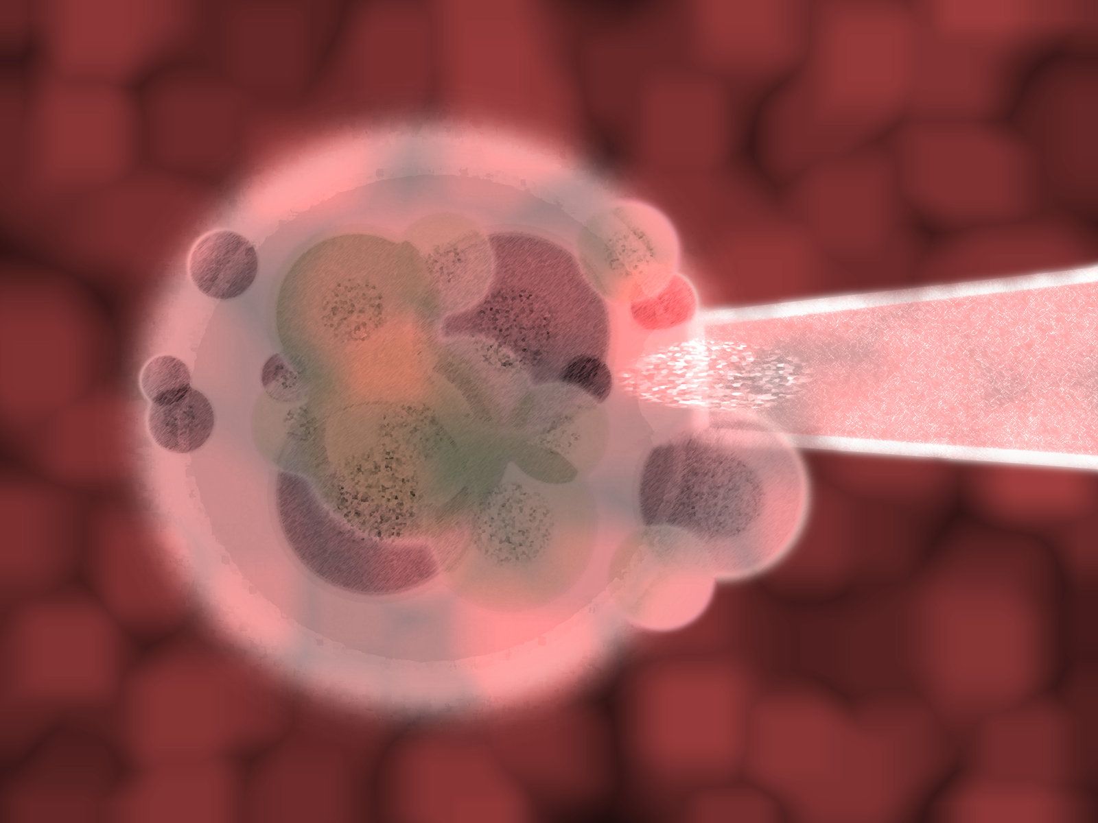 Globulo rosso fecondazione in vitro