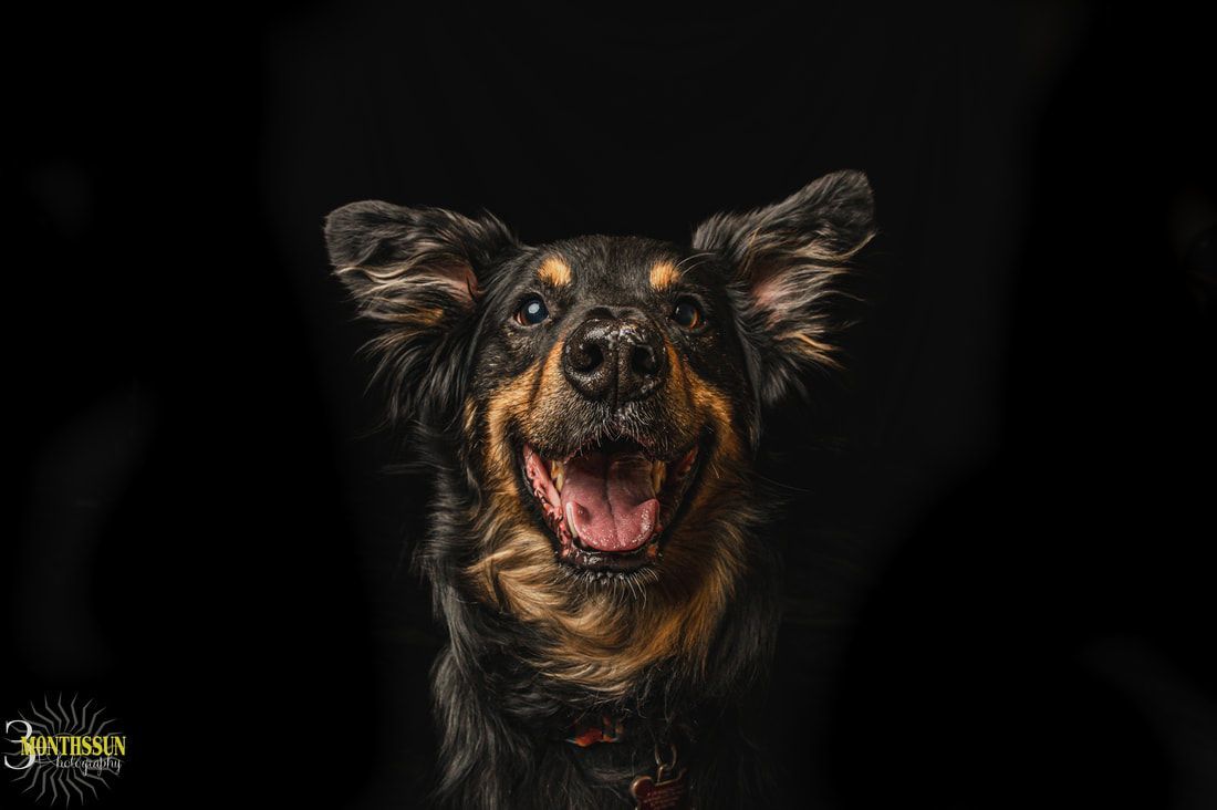 A black and brown dog is smiling and looking at the camera on a black background.