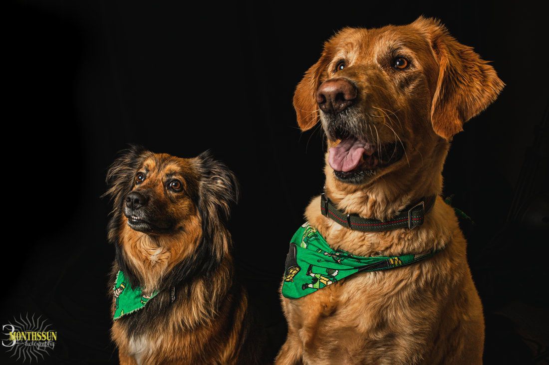 Two dogs wearing green bandanas are sitting next to each other on a black background.
