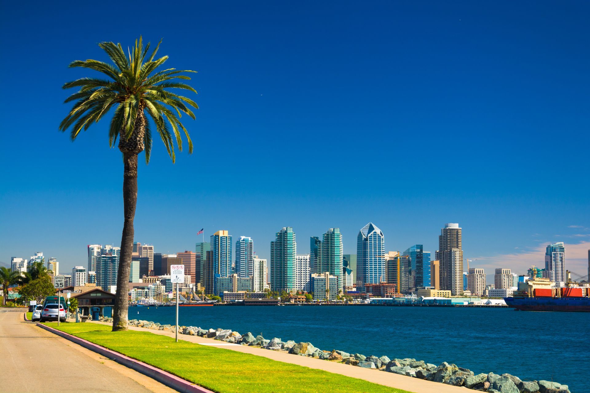 A palm tree in front of a city skyline