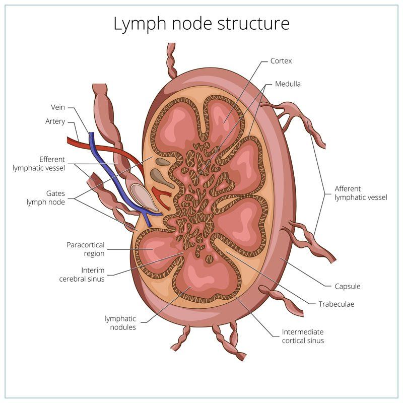 Lymph Node Structure by Lymphatic Drainage Massage Therapist Eugene Wood, Located in Wantagh NY 11793, and Massapequa NY 11758
