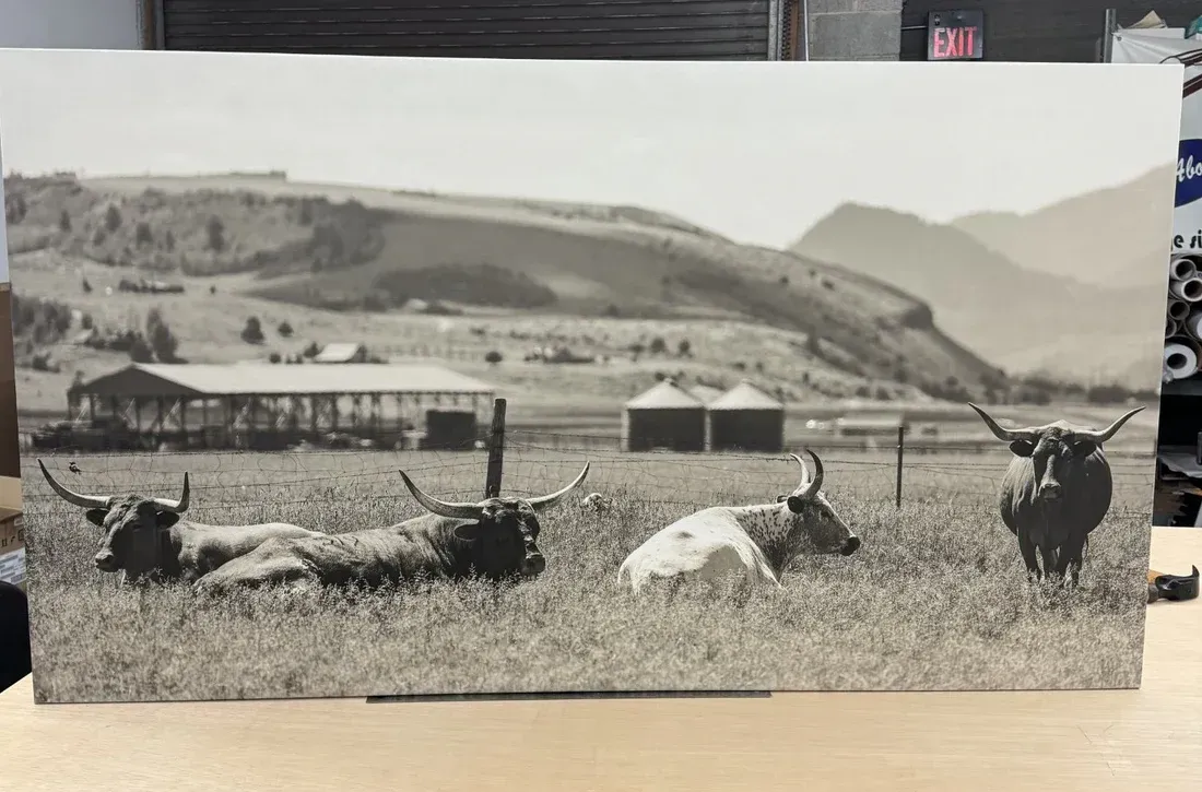 Black and white photograph of bulls standing in front of mountains