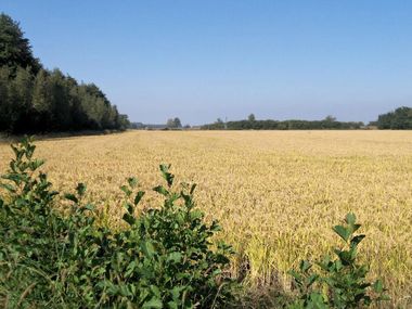 risaia in Lombardia