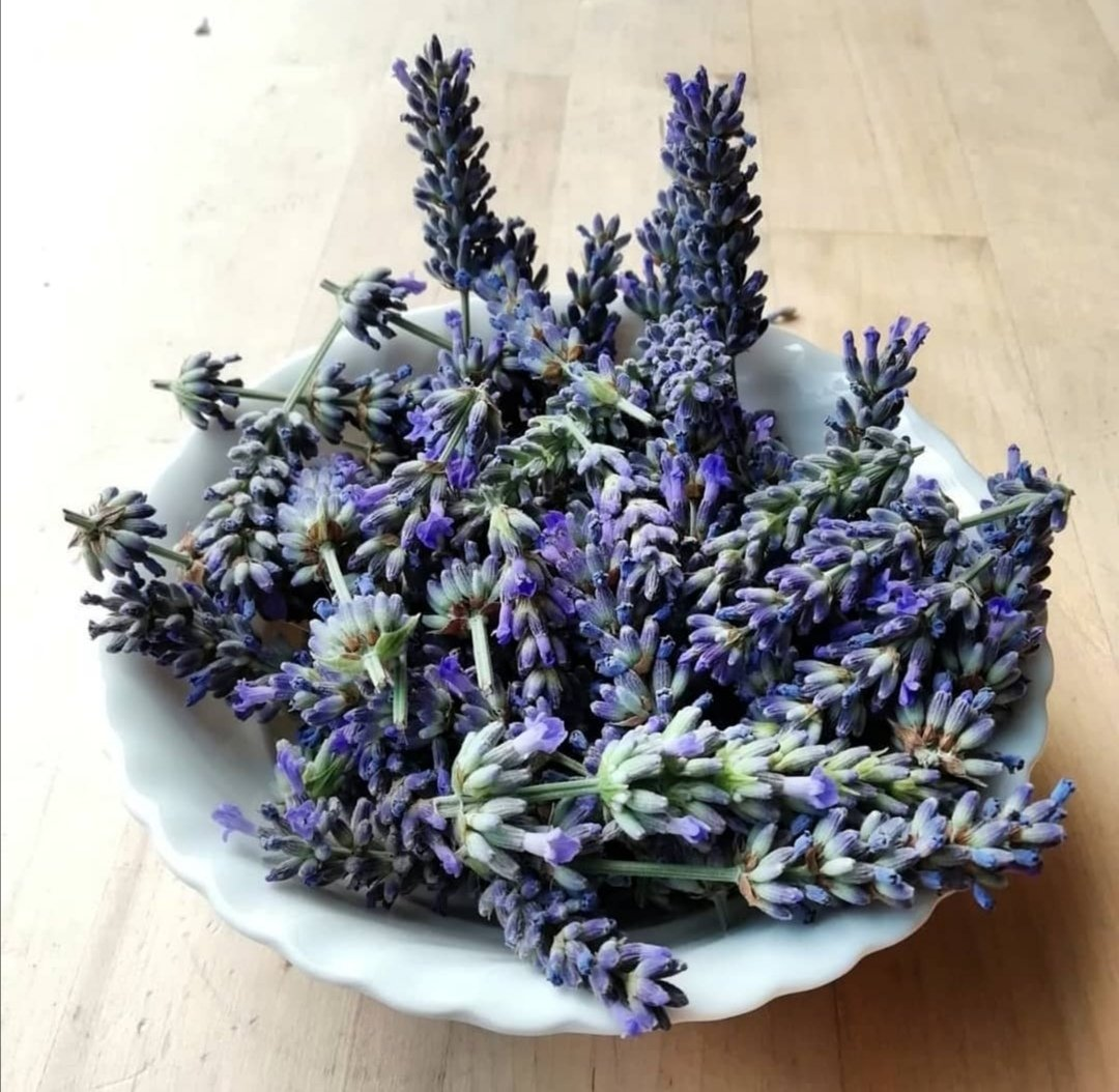 lavanda