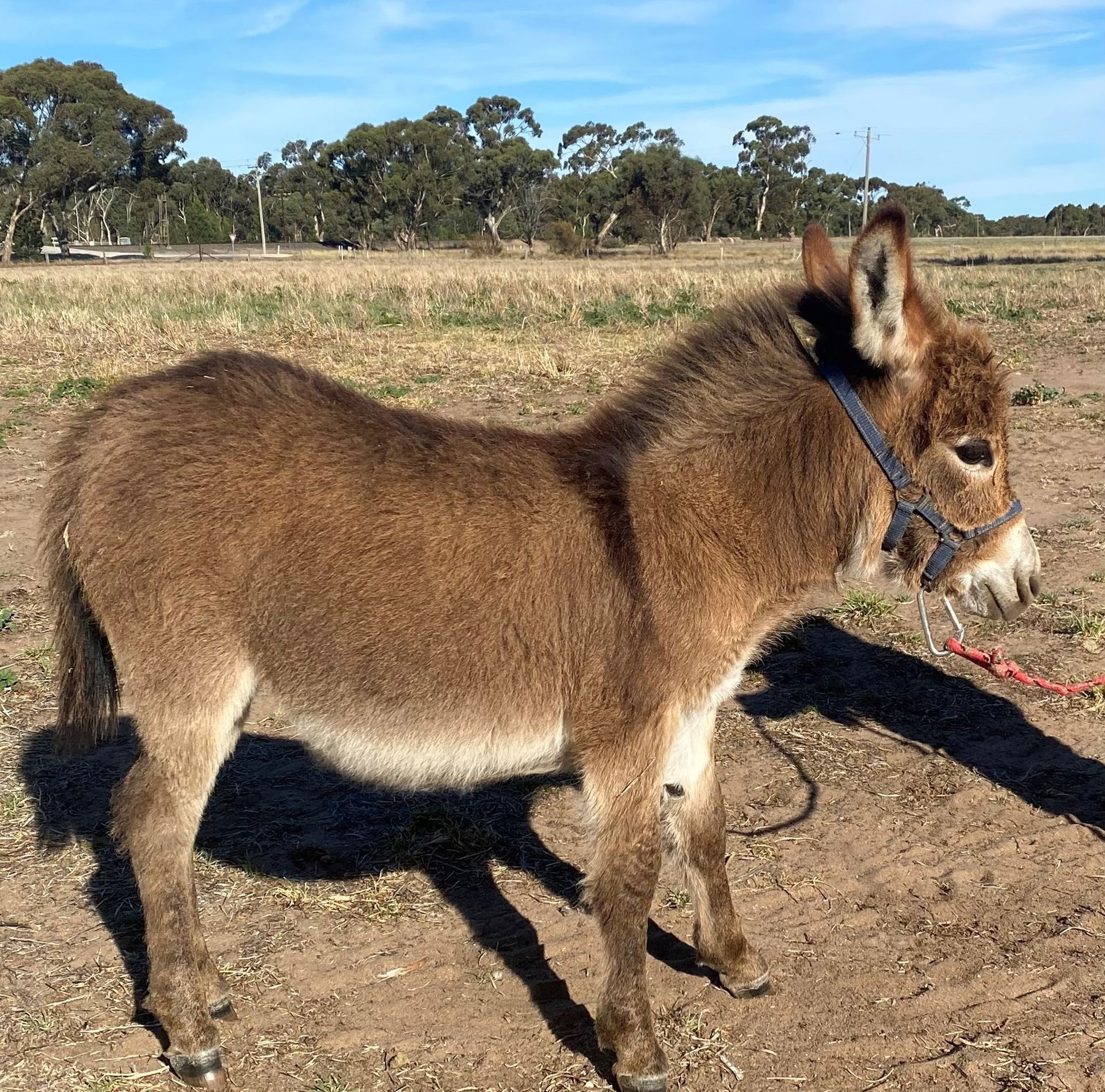 A donkey standing in a field with trees in the background