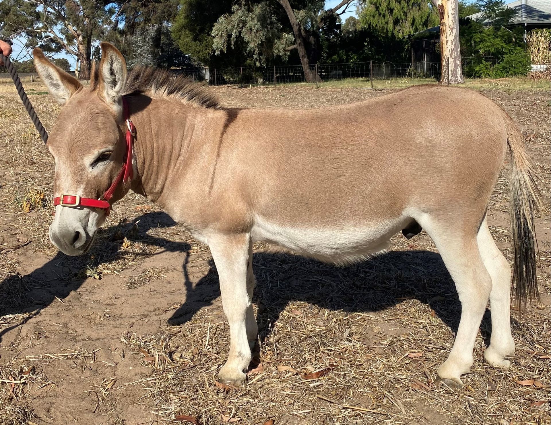 A donkey wearing a red bridle is standing in a field.