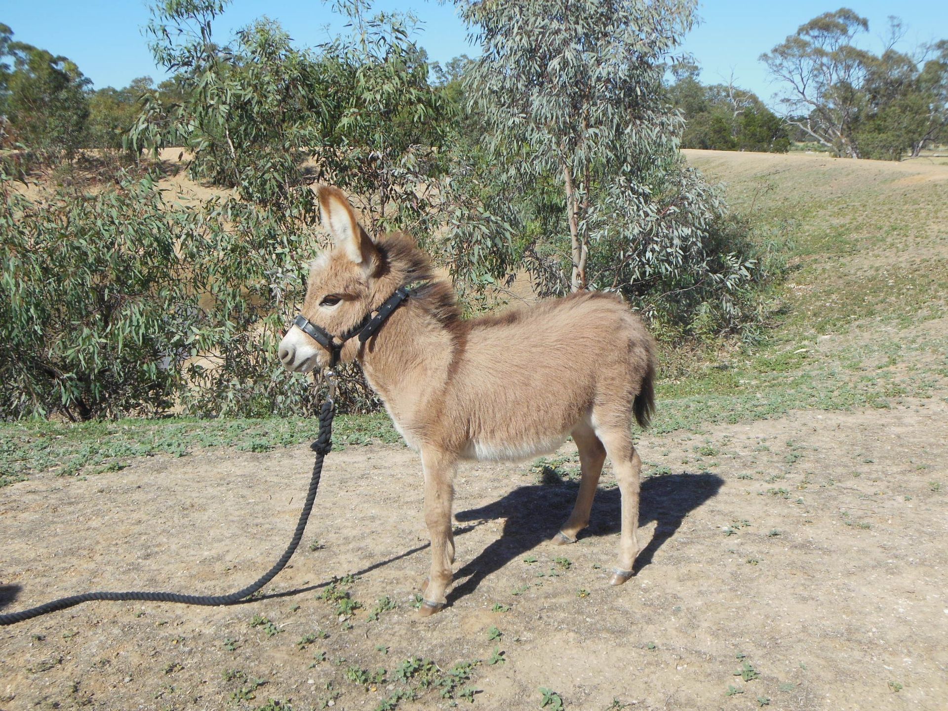 A small donkey on a leash in a field