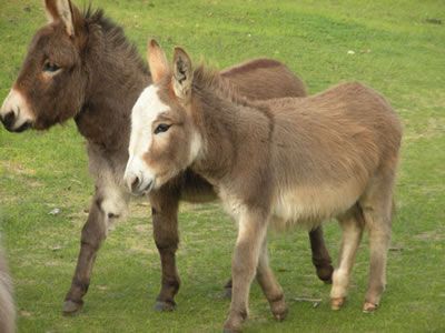Two donkeys are standing next to each other in a grassy field.
