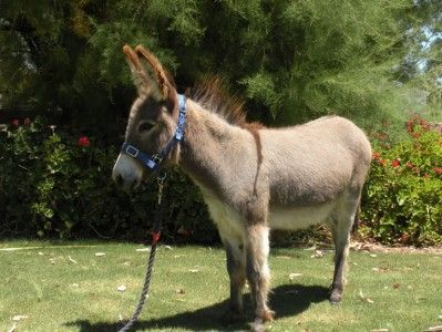 A donkey is standing in the grass on a leash.