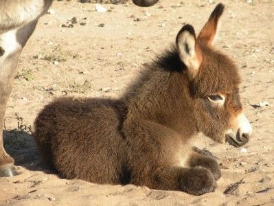 A baby donkey is laying down in the sand