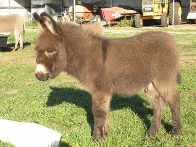 A donkey standing in the grass with a yellow tractor in the background
