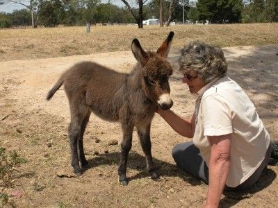 A woman is petting a small donkey in a field.