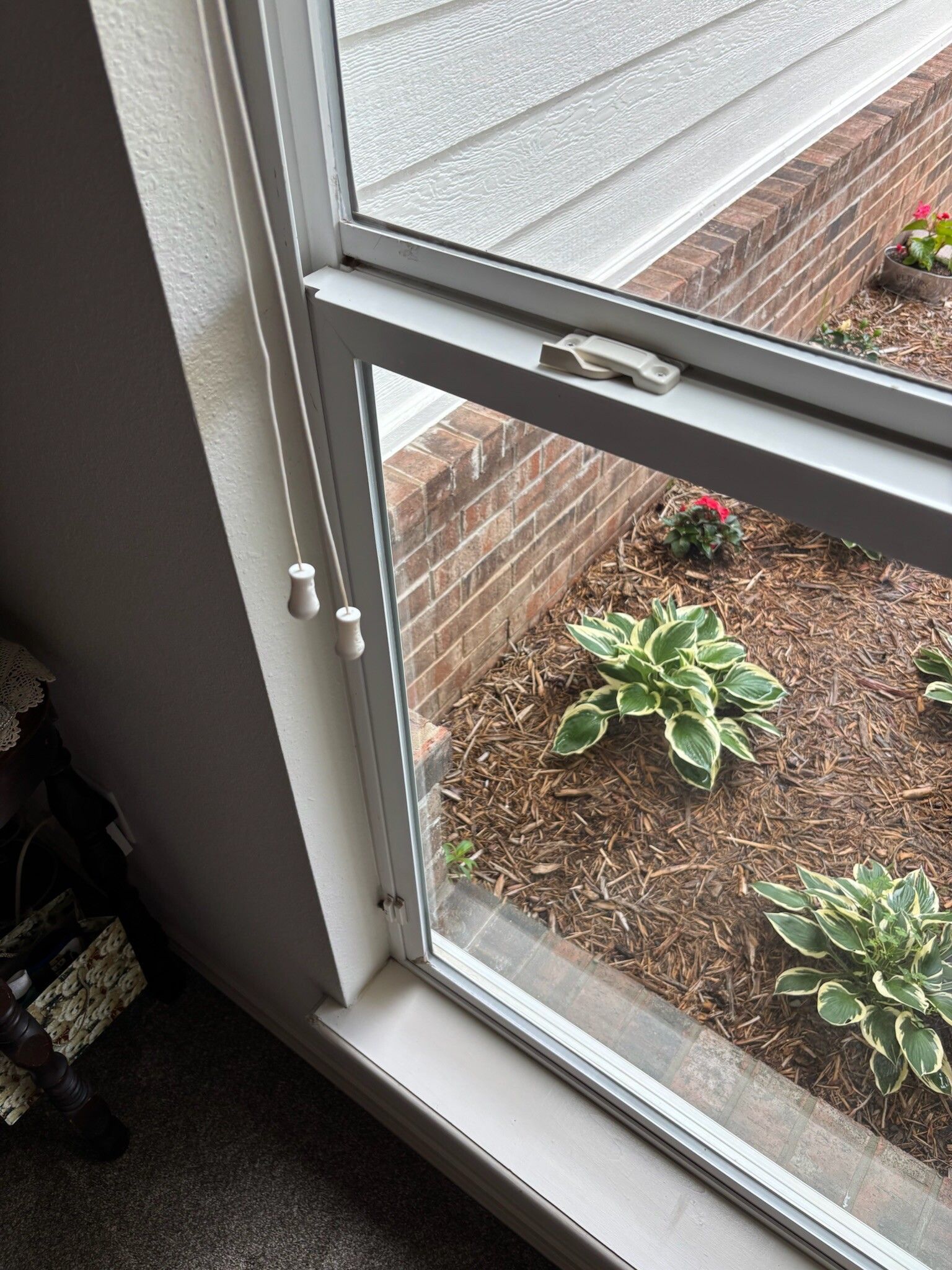 Window overlooking a garden bed with hostas and red flowers. Gray blinds are visible.