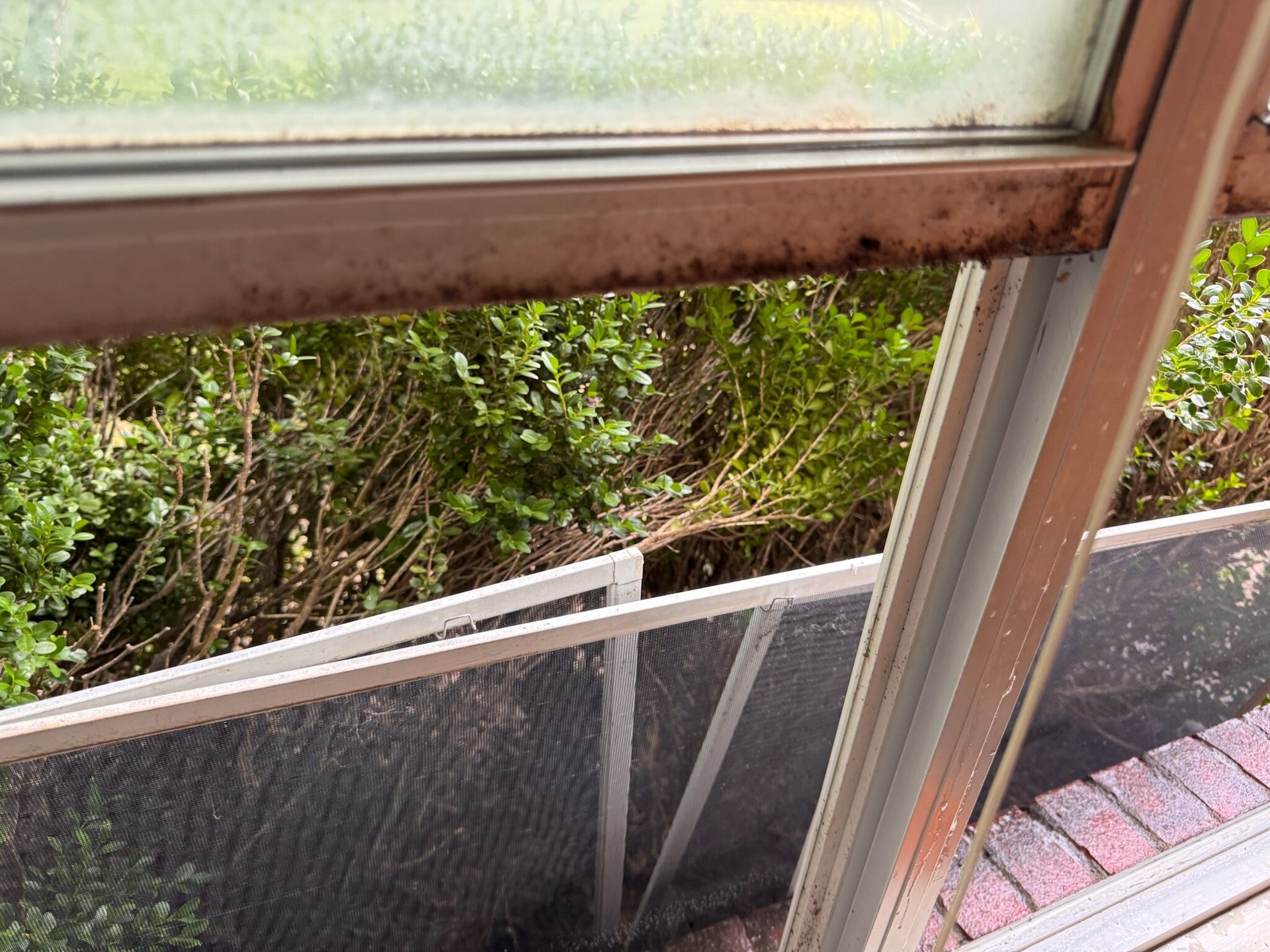 Window frame with dark spots, and a screen; green foliage visible outside.
