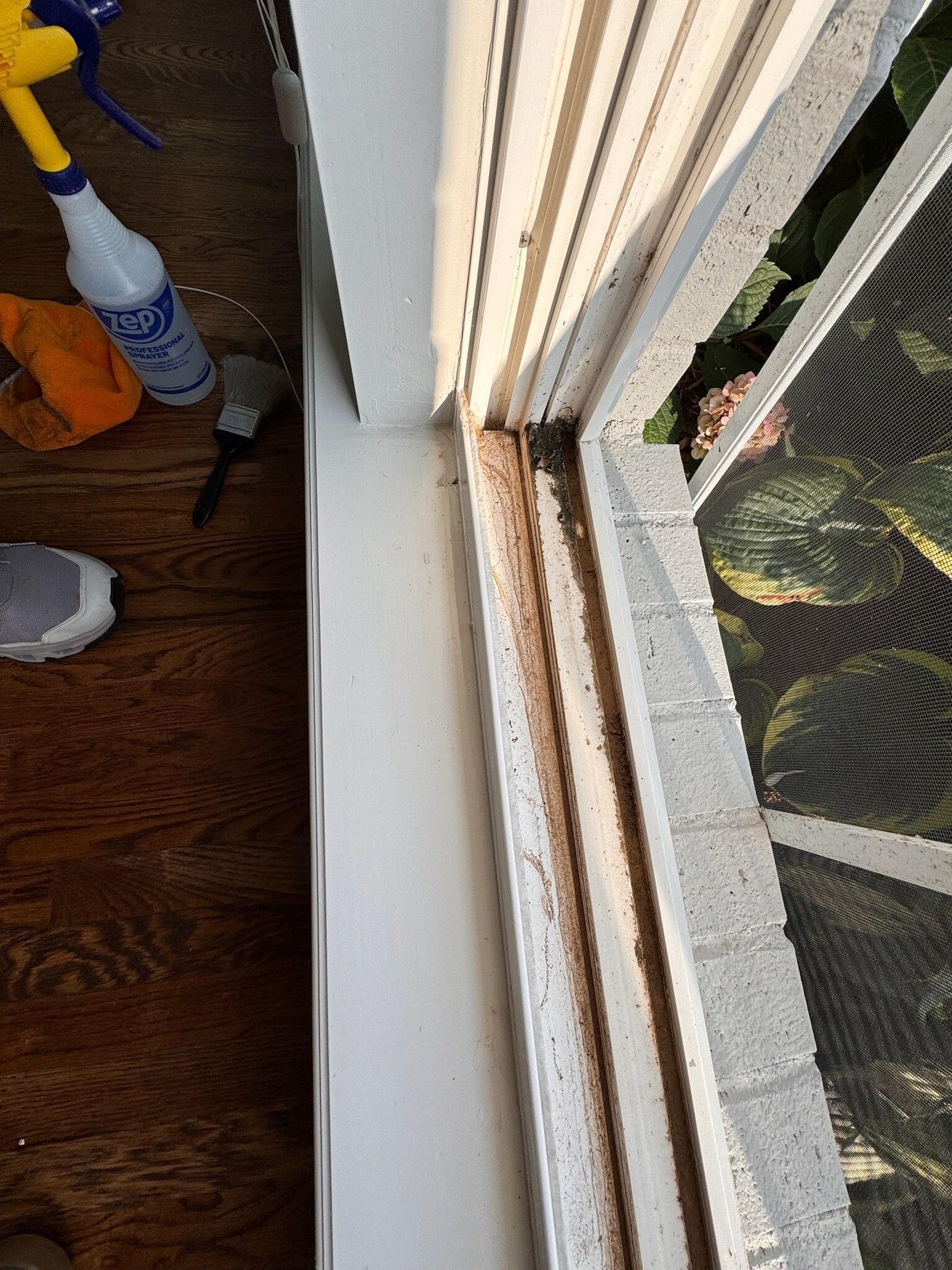 Dirty window frame with cleaning supplies. Brown gunk along the frame's edge, white paint, and a glimpse of a screen.
