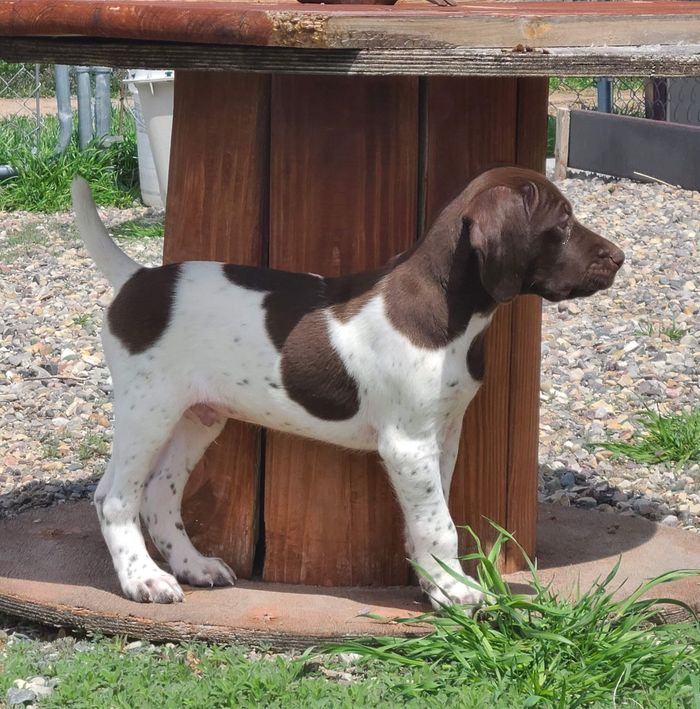 Home Rigby ID MOODY CREEK KENNEL