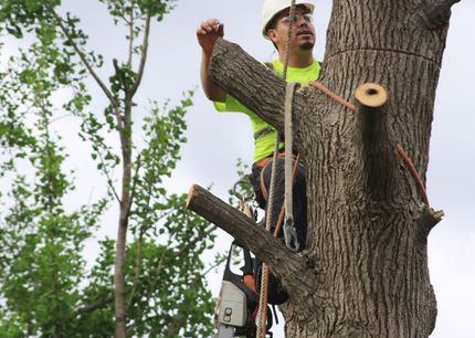 Tree Removal In Arlington TX