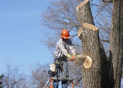 arborist performing a Tree Trimming in Arlington TX