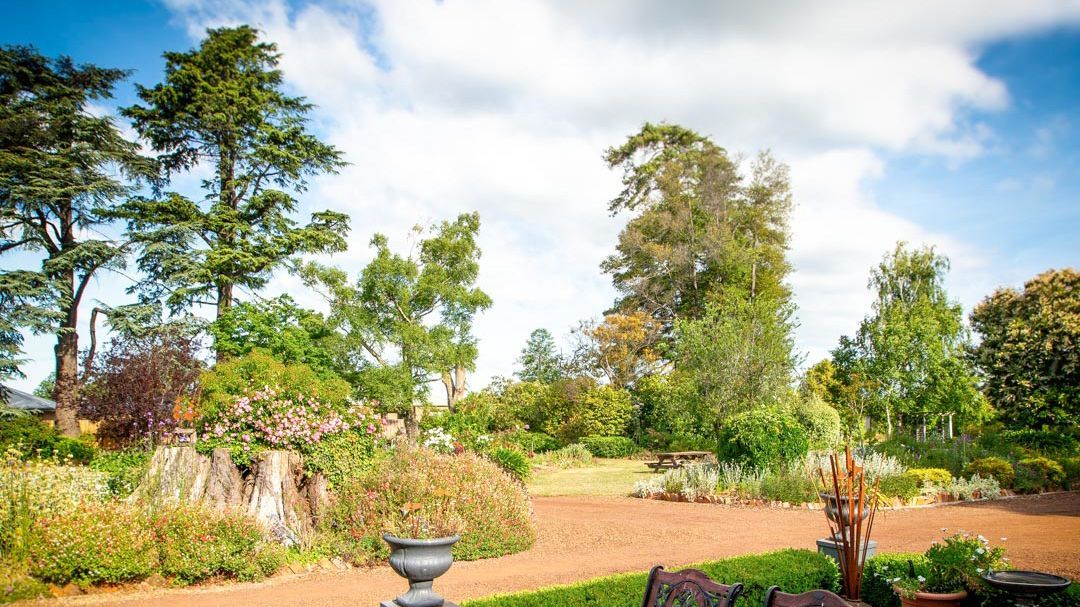 Garden from the front driveway with tall old trees on the skyline