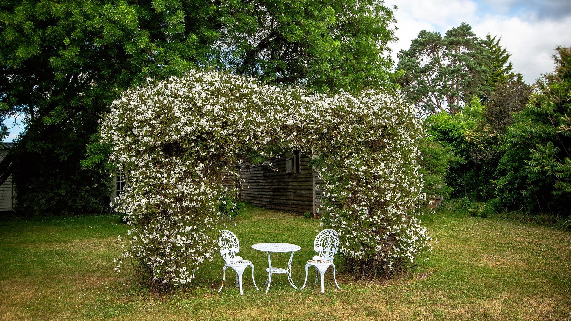 Cast iron chairs in the garden with an archway of flowering vines