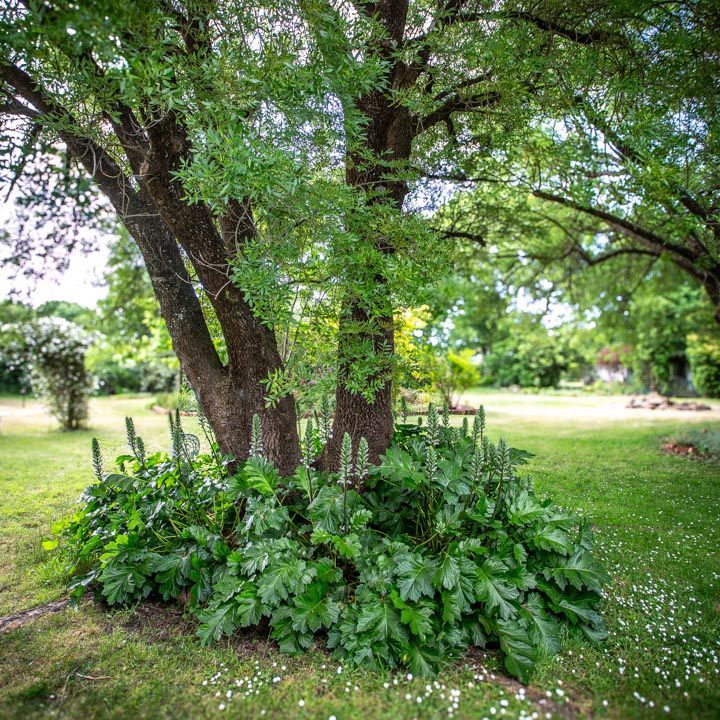 Garden details, plantings at the base of an established tree.