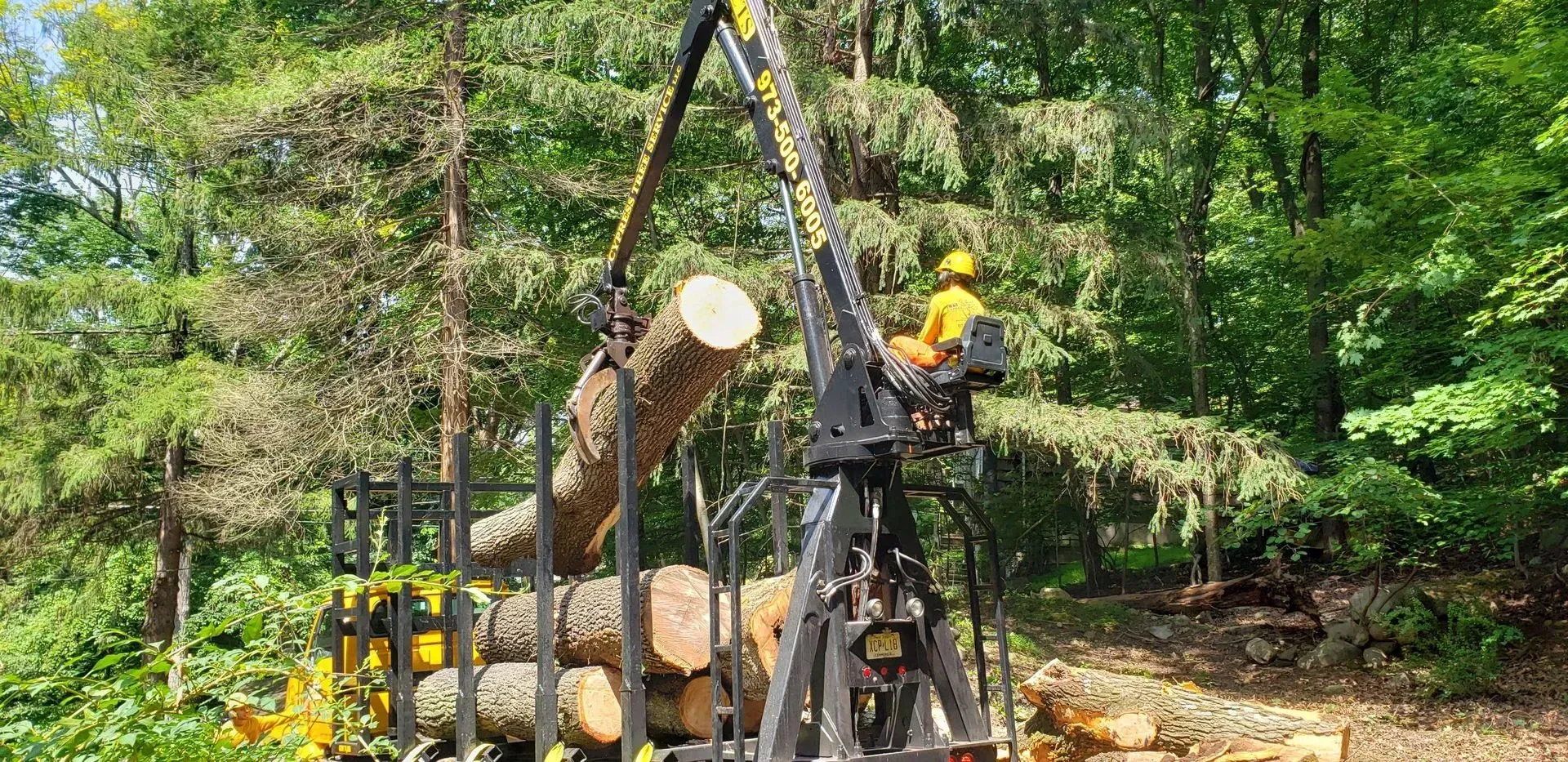 tree removal newton nj