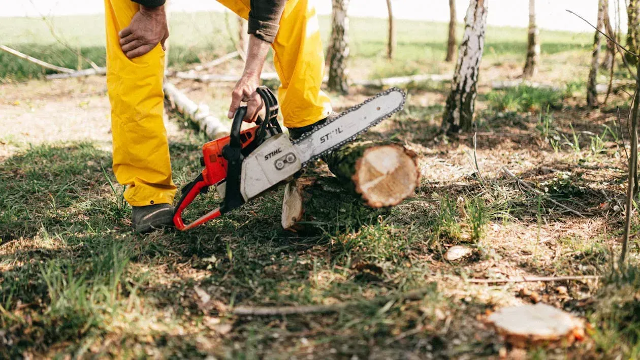 tree removal byram nj