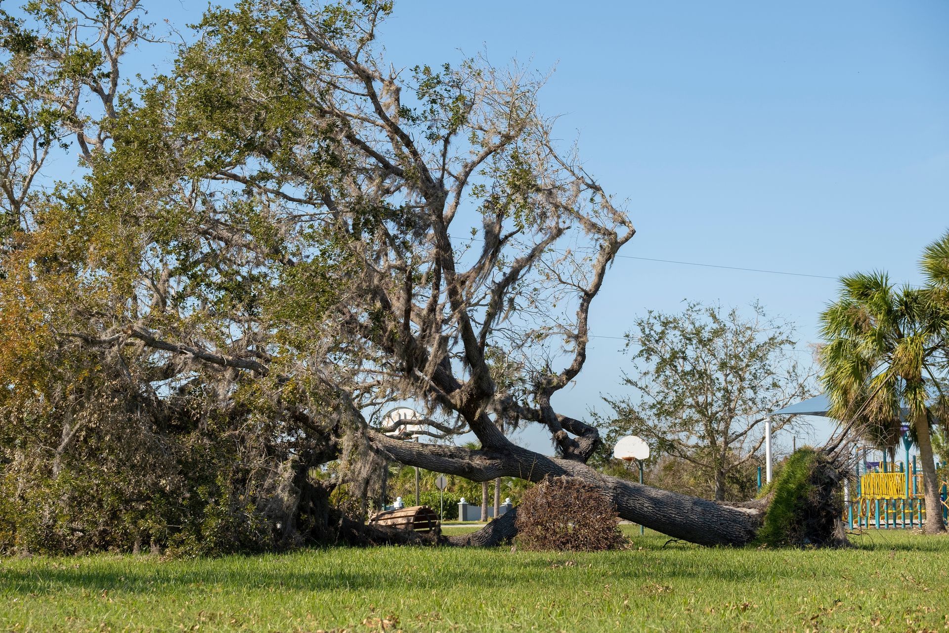 tree removal costs byram nj