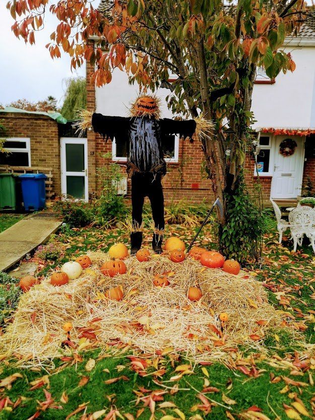Scarecrow with pumpkin head stands on hay pile surrounded by pumpkins. Autumn leaves and residential setting.