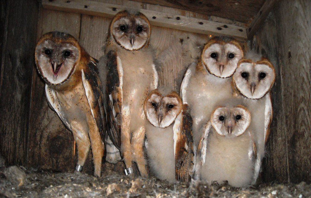 Barn Owl Program | Maria Mitchell Association