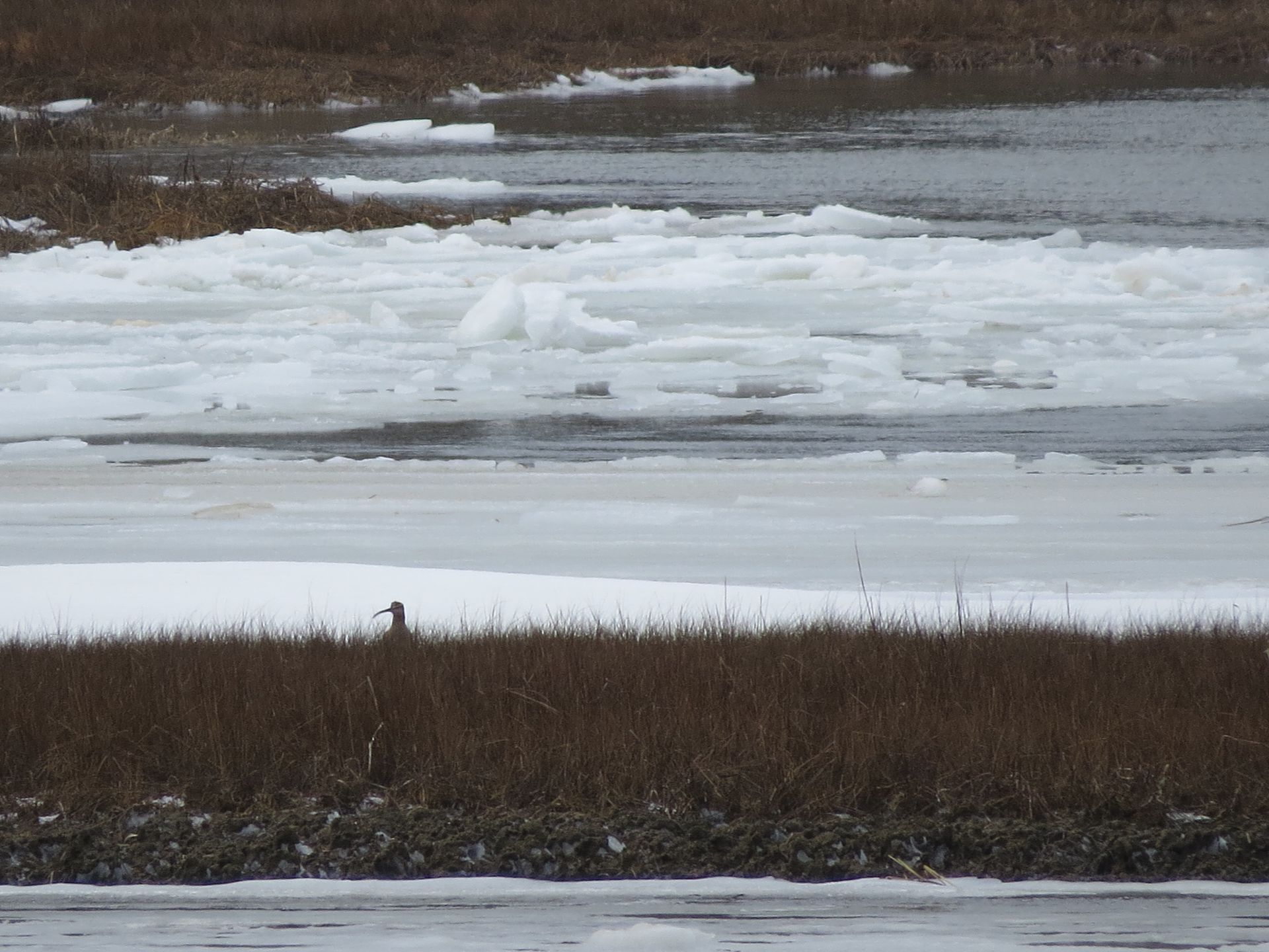 The fact is, we never know what may show up in the winter. ﻿Look closely and you can see the unmistakable head of an-out-of season Whimbrel in the icy marsh. A young bird taking a late jaunt found the UMass Field Station marsh a welcome rest stop for almost a month.