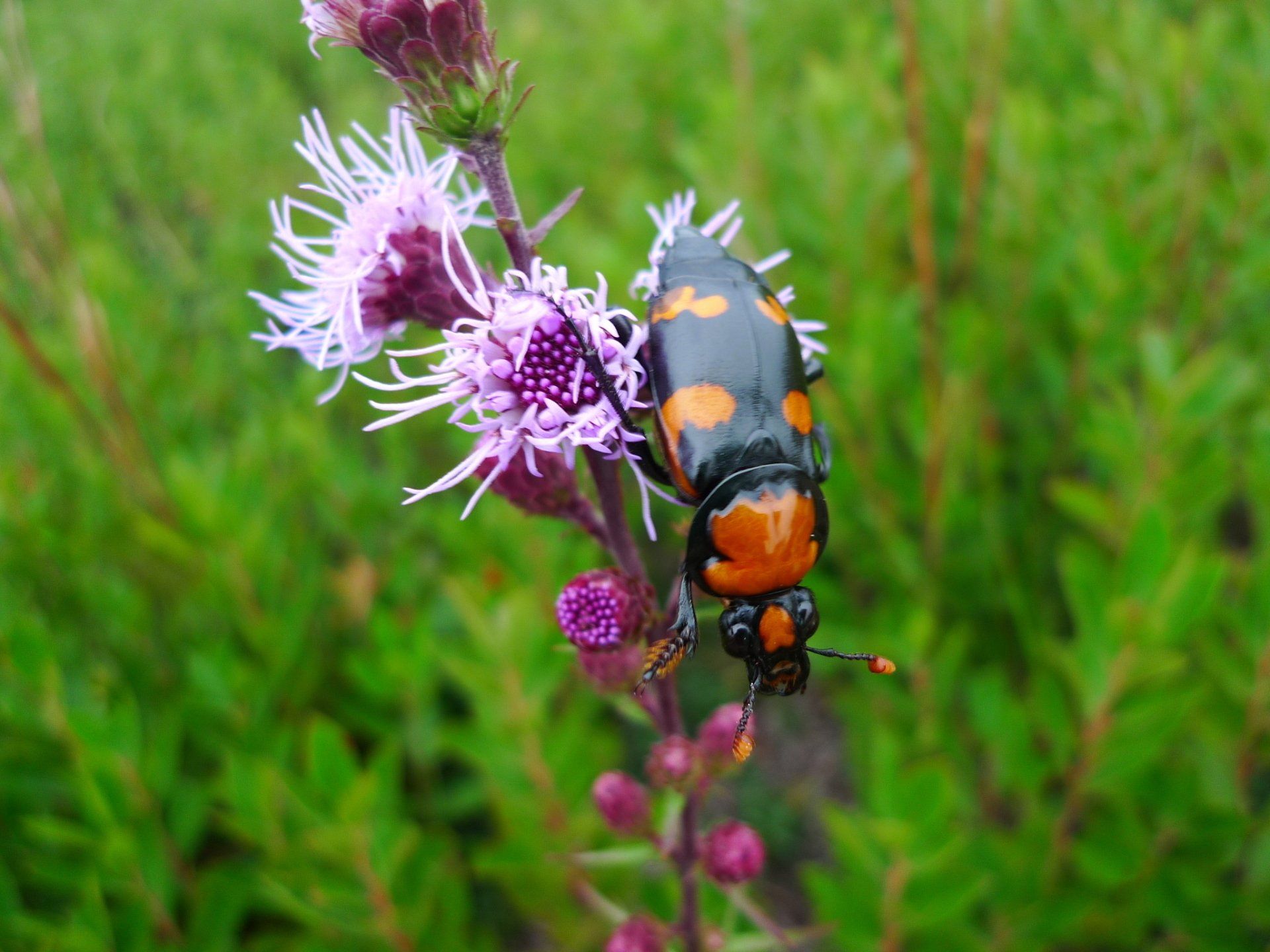 American Burying Beetle Research Maria Mitchell Association 5538