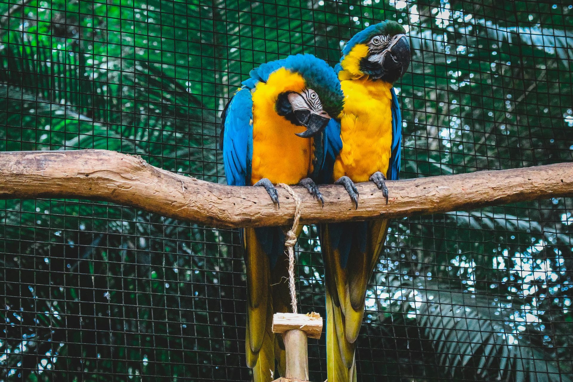 Two blue and yellow parrots are sitting on a branch in a cage.