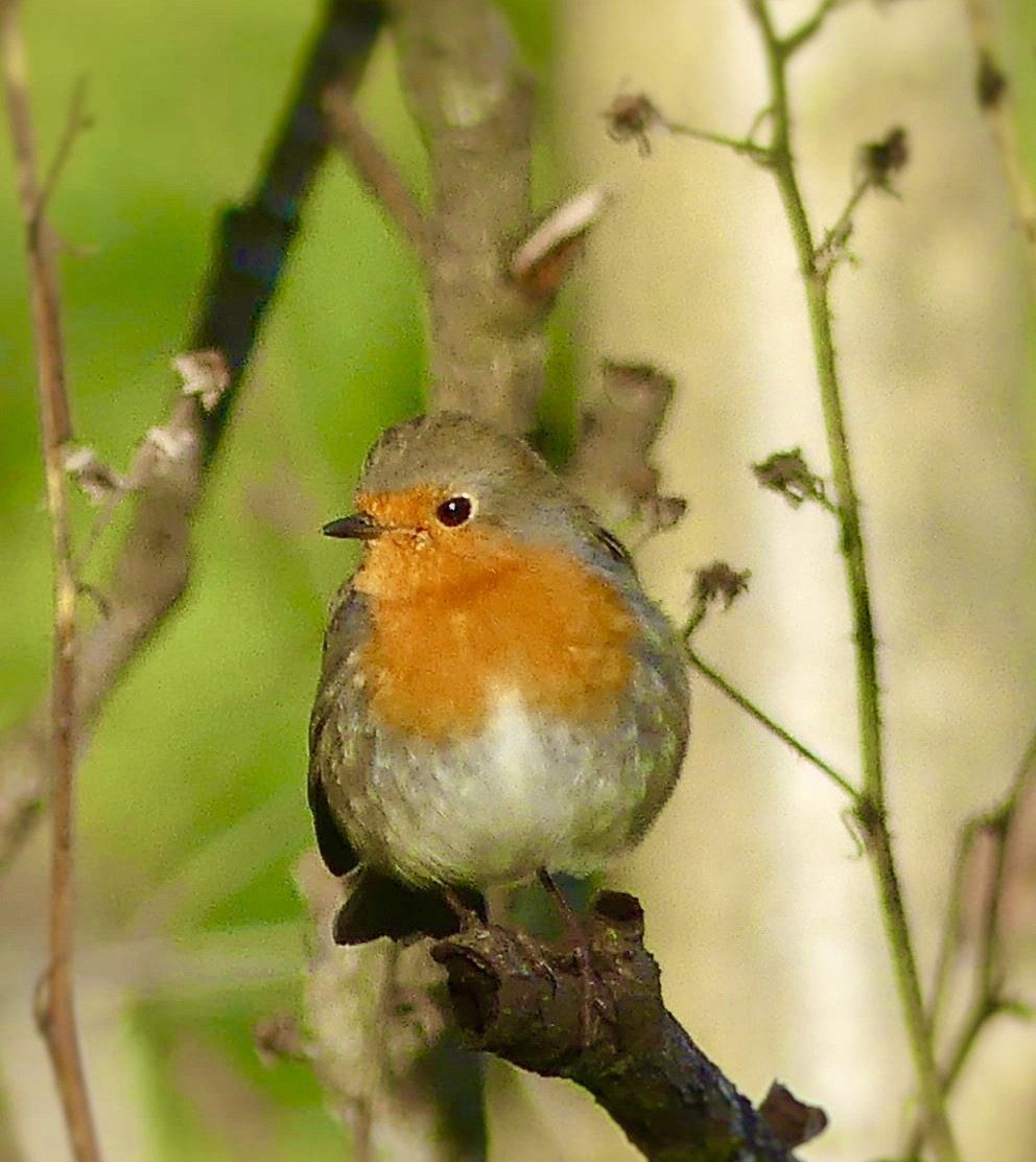 Hoe krijg je meer vogels naar je tuin?