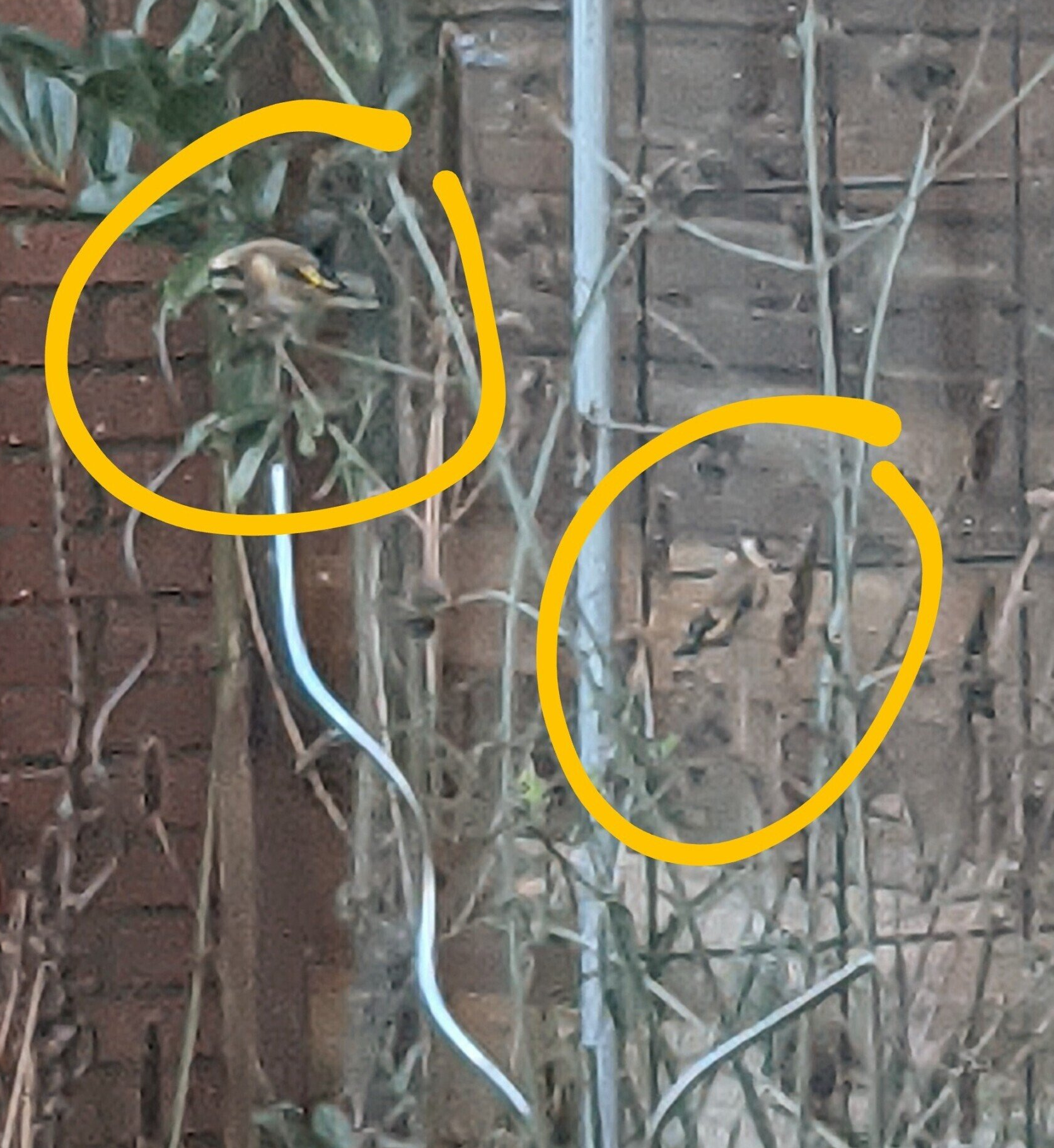 Distelvinken in de tuin