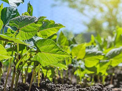 delle piante viste da vicino