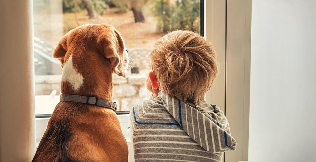 a boy and a dog are looking out of a window .