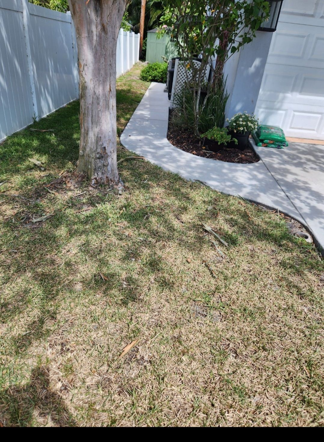 A tree is in the middle of a lush green lawn in front of a house.