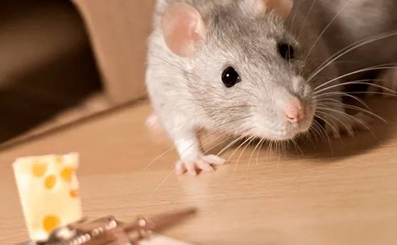 ratto infestante