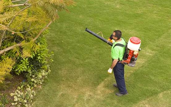 intervento di disinfestazione da parassita della siepe