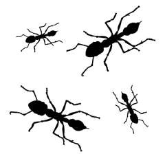 disegno di infestazione di formiche