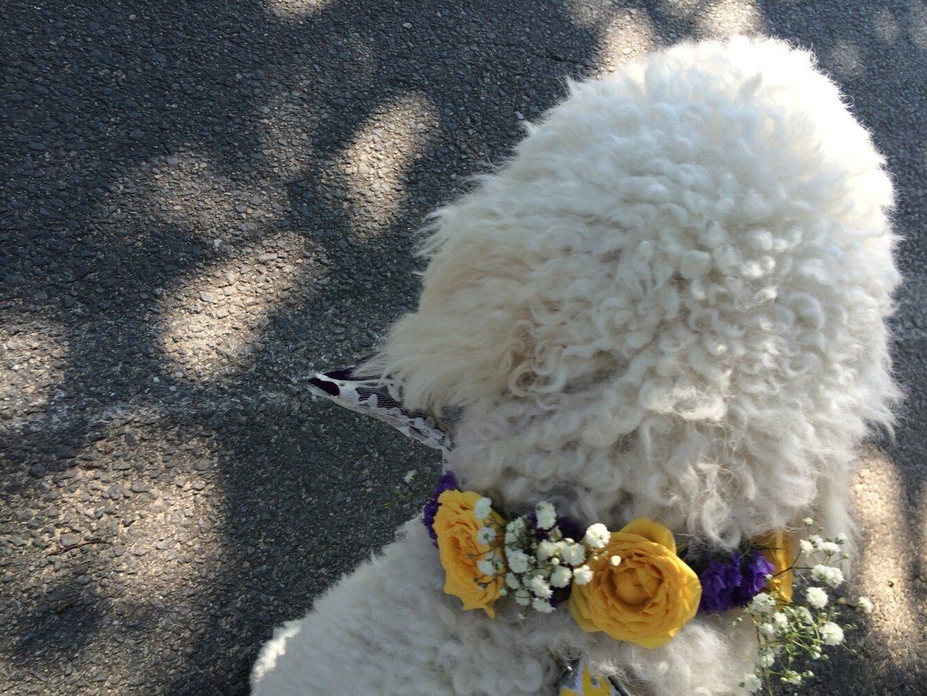 Dog wearing floral colar